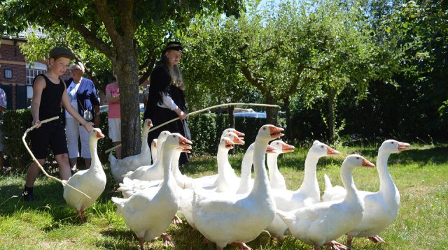 Ganzenmarkt (zondag  1 juli 2018)